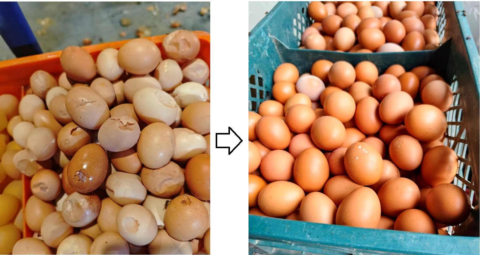 青州养殖户朱总案例